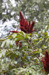 Smooth sumac